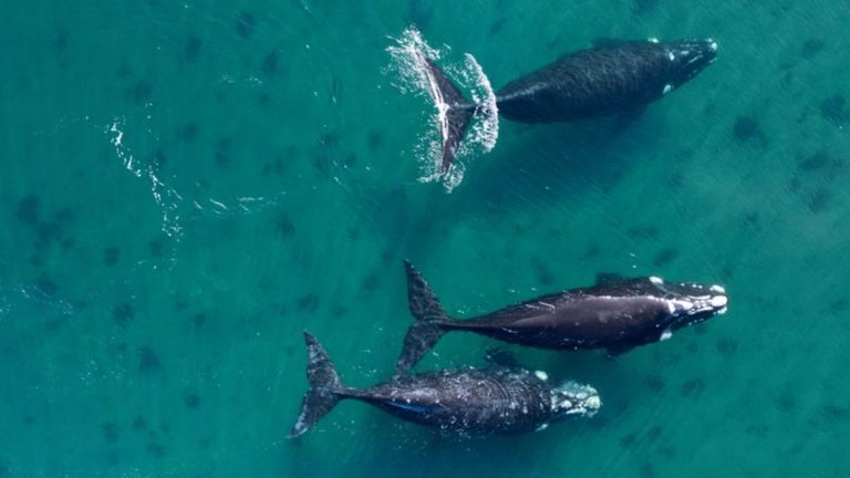 Meeressäuger: WWF: Klimawandel und Schifffahrt gefährden Wal-Wanderrouten