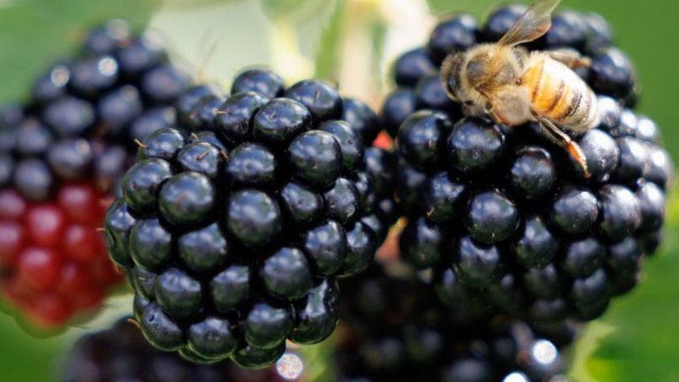 Nach den Landtagswahlen: Erste Schritte auf dem Weg zu "Brombeer"-Koalitionen