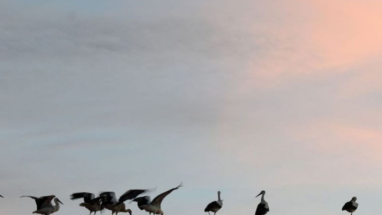 Vogelzug: Zugvögel starten gen Süden – Veränderungen durch Klimawandel