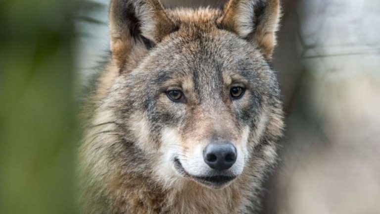 Tierschutz: Schutzstatus Wölfe: NRW-Minister und Bauern begrüßen Pläne