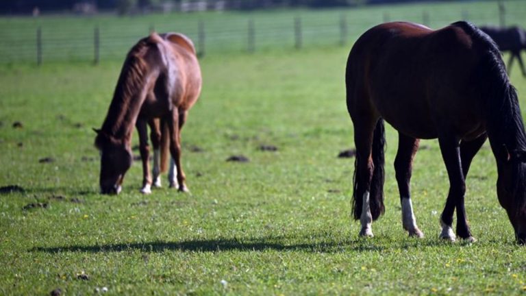 Tierquälerei: Stute in Reitstall misshandelt