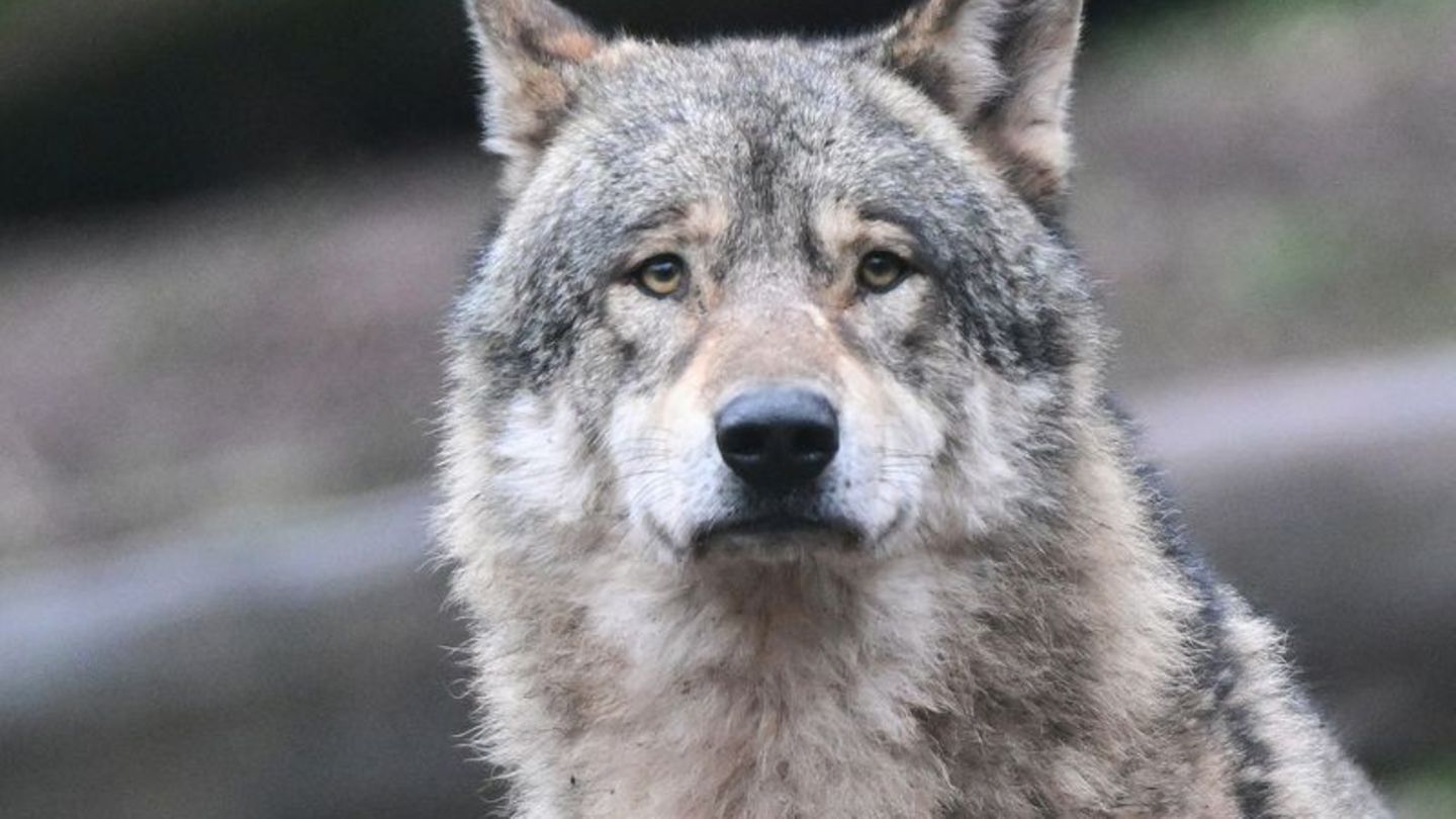 Nach EU-Entscheidung: Staatsregierung und Bund Naturschutz streiten um den Wolf