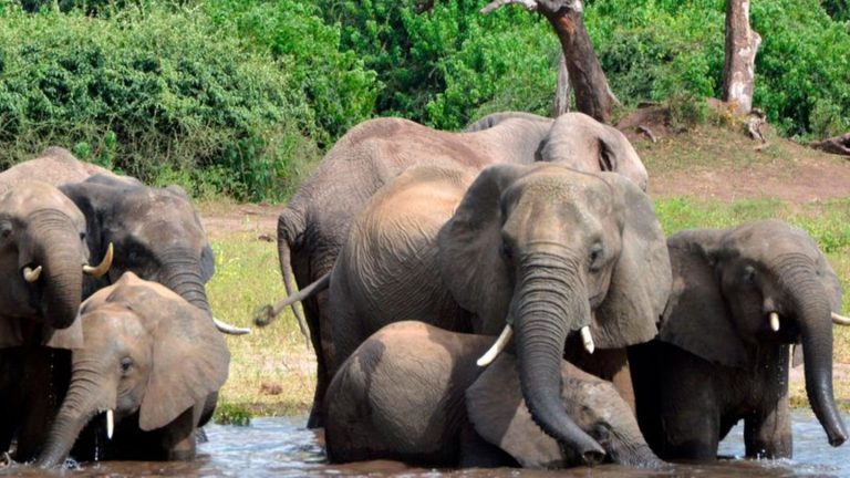 Zwist um Jagdtrophäen: Elefanten für Deutschland? Botsuana droht mit Keulung