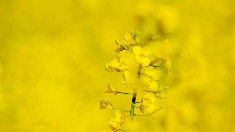 Landwirtschaft: Weniger Winterraps im Südwesten