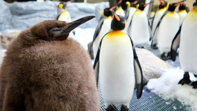 Promi-Besuch im Aquarium: Katy Perry meets Pesto: Riesen-Pinguin-Baby verzückt Popstar