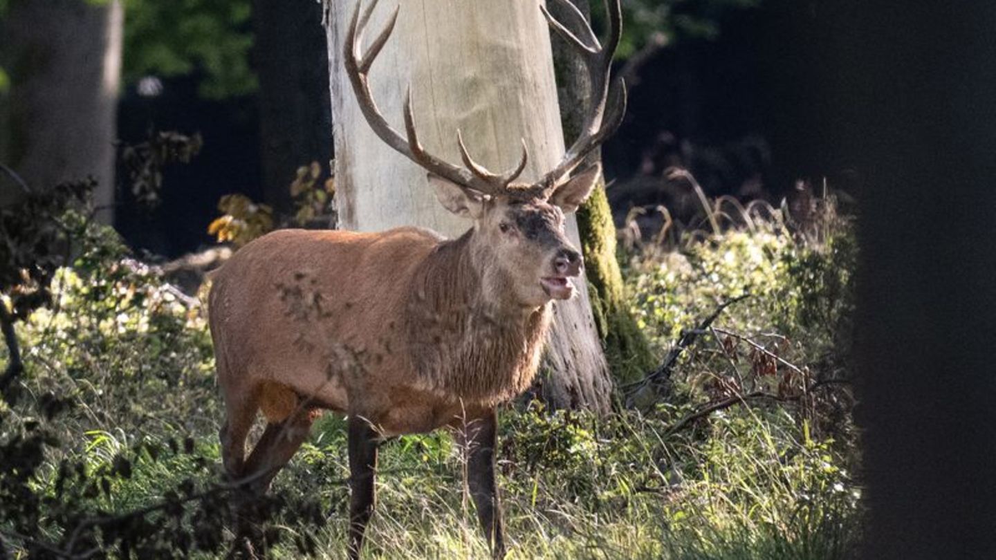 Meisterschaften: Gesucht: Bester Hirschrufer in Norddeutschland