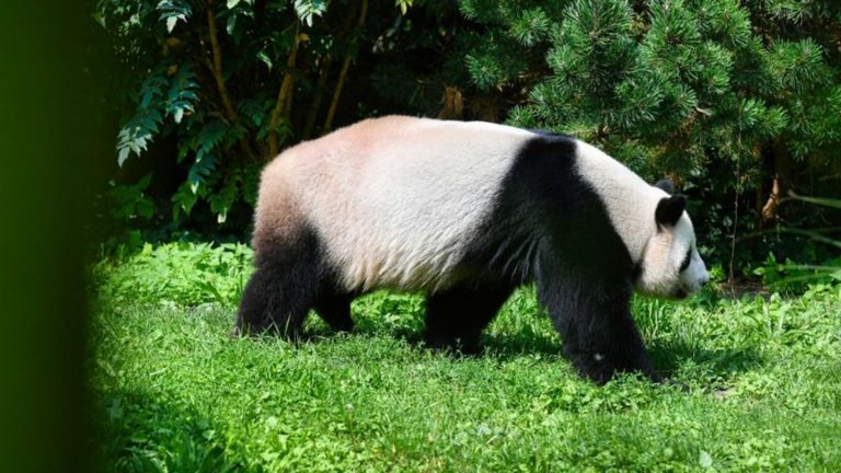 Ausgrabungen: Ur-Panda in Tongrube im Allgäu entdeckt