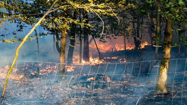 Vorführung am Montag: Feuerwehr Hanau bekämpft Waldbrände künftig mit Löschroboter