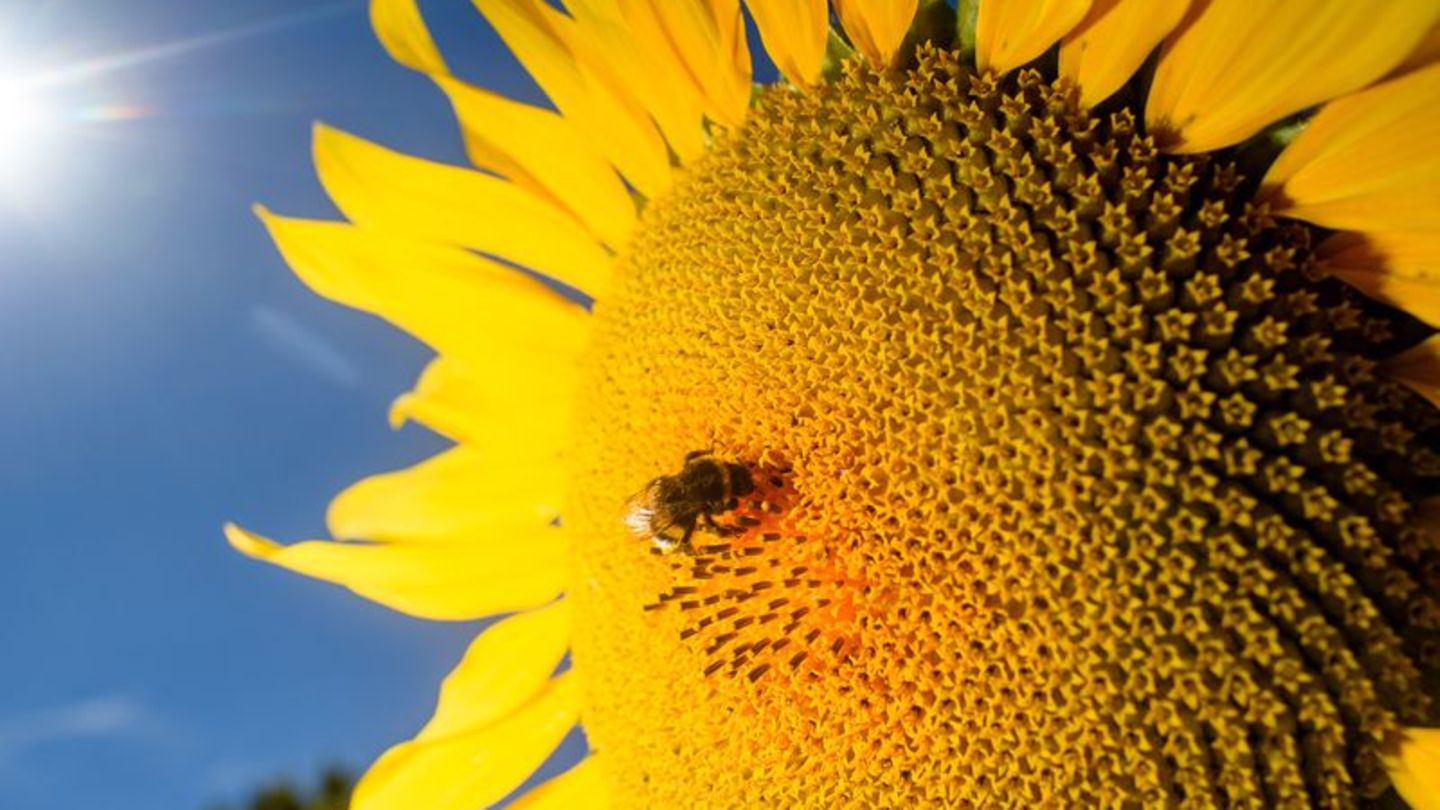 Wetter: DWD: Extreme Witterungsphasen im September in Sachsen