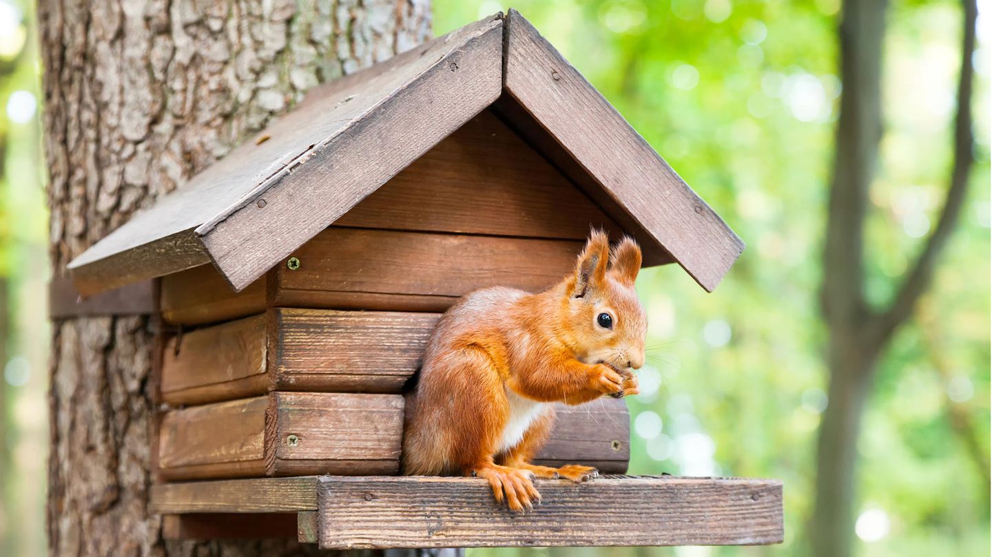 Winterfütterung: Eichhörnchen-Futterhaus: So richten Sie eine geeignete Futterstelle ein