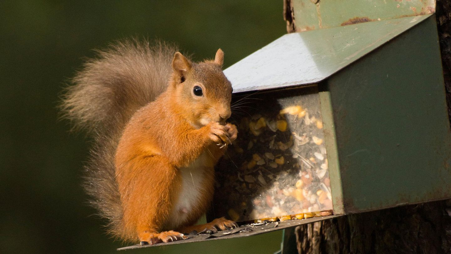 Futterspende: Eichhörnchen füttern: So helfen Sie den Nagetieren bei der Nahrungssuche