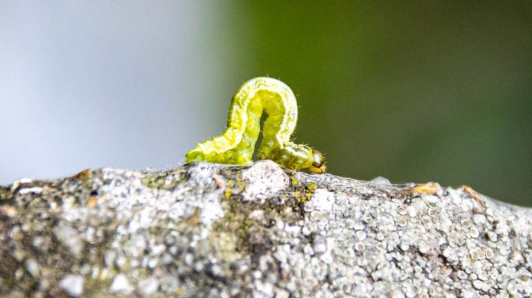 Nimmersatte Raupen: Wie Sie Ihre Obstbäume im Herbst vor dem Frostspanner schützen können