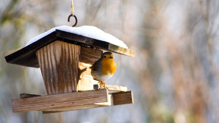 Vogelfutterstation: Wildvögel füttern und beobachten: Das müssen Sie über die Fütterung wissen