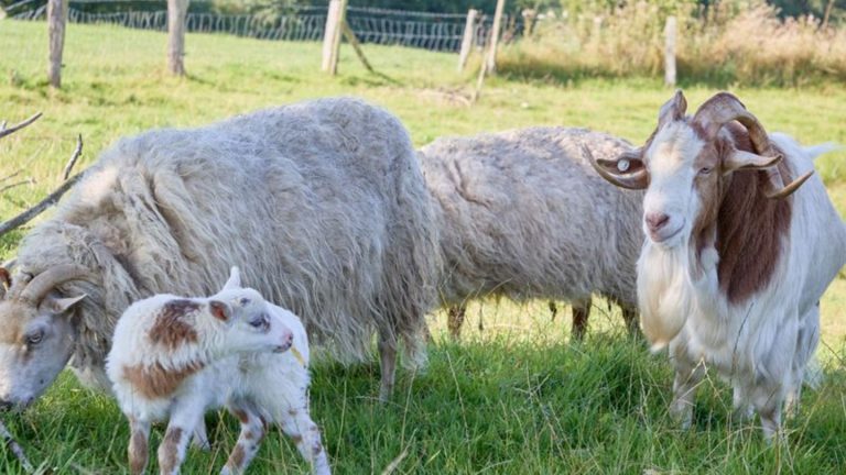 Tiere: Schiege oder Schaf? - DNA-Ergebnisse von Flumo liegen vor