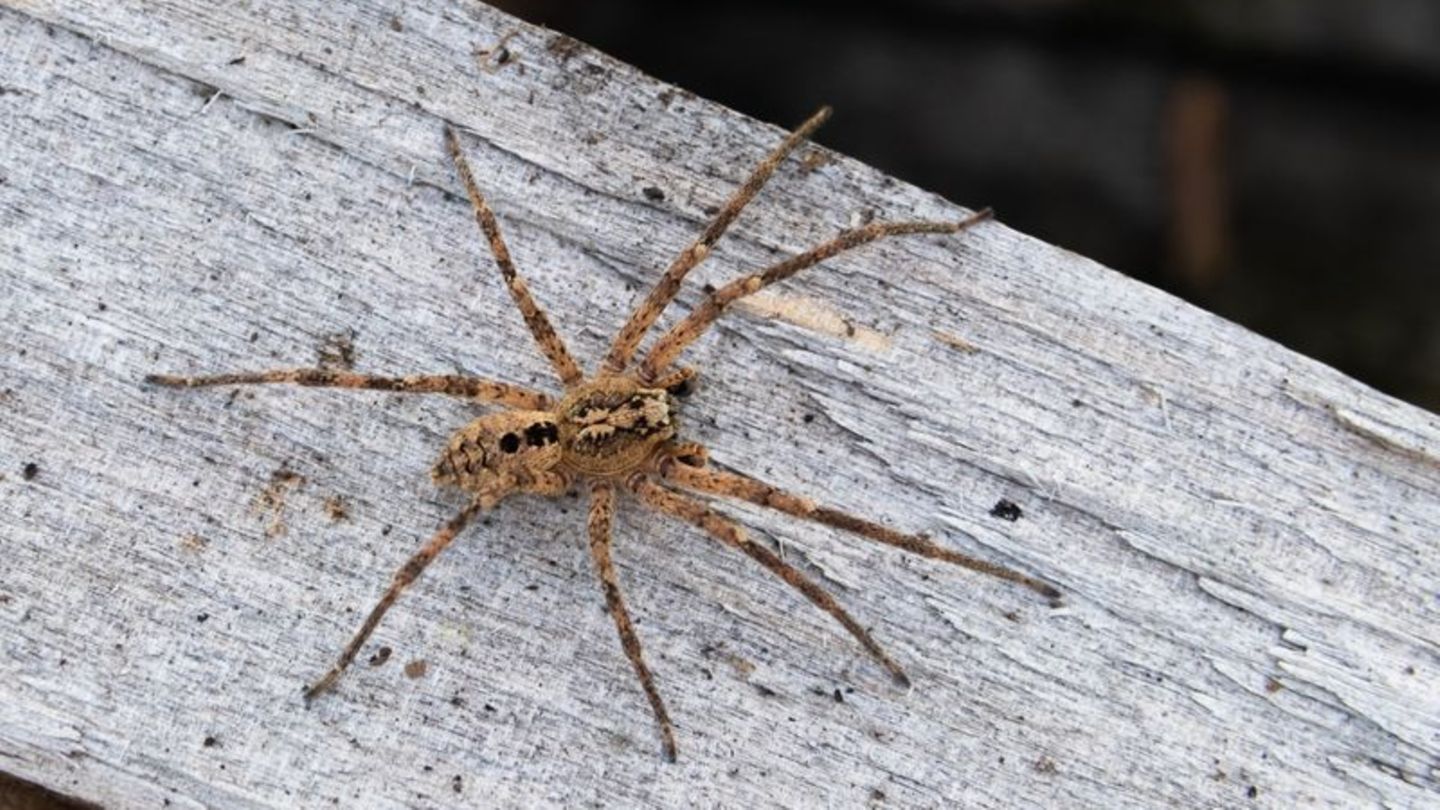 Immer mehr Sichtungen: Nosferatu-Spinne breitet sich auch in Niedersachsen aus