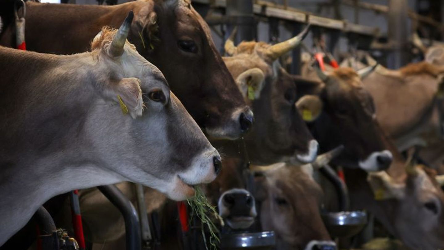 Seuche: Landwirt kämpft gegen Tötung seiner 120 Rinder