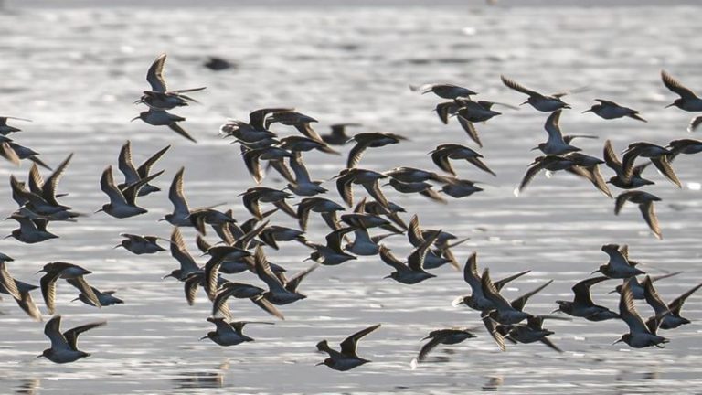 Vogelzug im Herbst: Wattenmeer ist wieder Drehscheibe des Vogelzugs