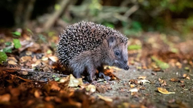 Tierschutz: Nabu: Igel brauchen jetzt noch nicht unbedingt Hilfe