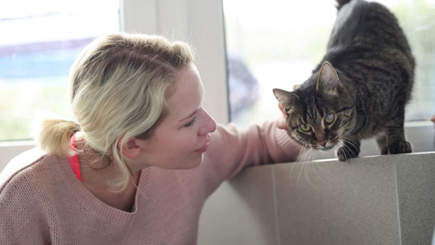 Tierliebe: Schmusen und Spielen - Tierheime suchen Katzenstreichler