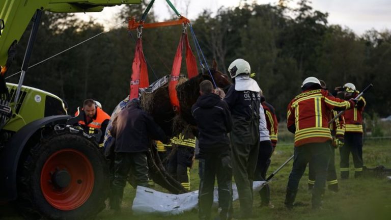 Notfälle: Pferd von Einsatzkräften aus Schlamm befreit