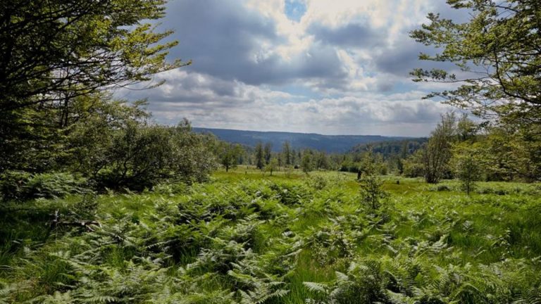 Nationalpark Hunsrück-Hochwald: Neue Rotalge im Nationalpark Hunsrück-Hochwald entdeckt