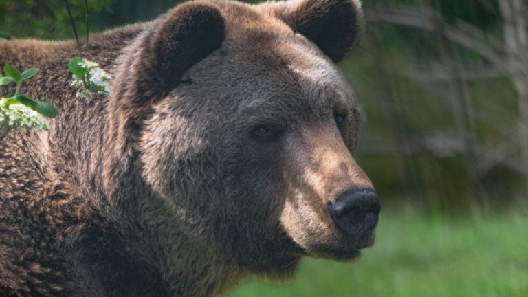 Tiere: Trauer um Balou im Bärenwald Müritz