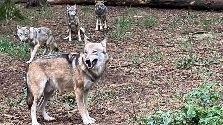 Tiergeschichten: Weiter Rätsel um Vaterschaft für Nachwuchs im Wolfsrudel