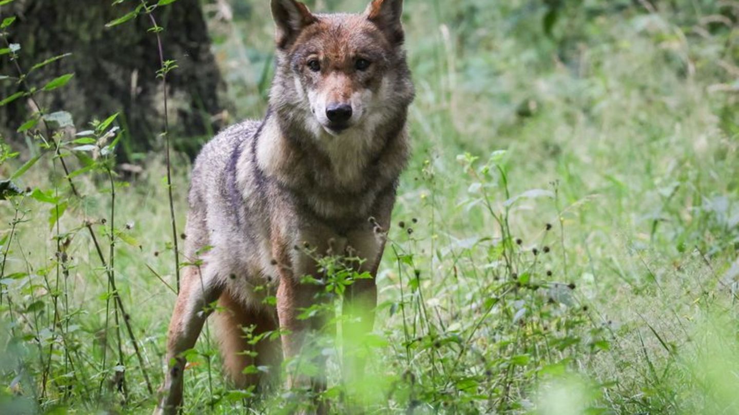 Streitthema: FDP: Romantisierung des Wolfes hat ein Ende