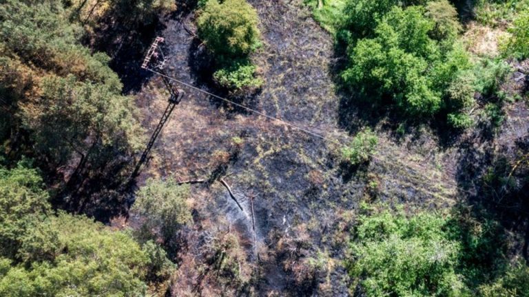 Feuchteres Wetter: Deutlich weniger Waldbrände im Nordosten