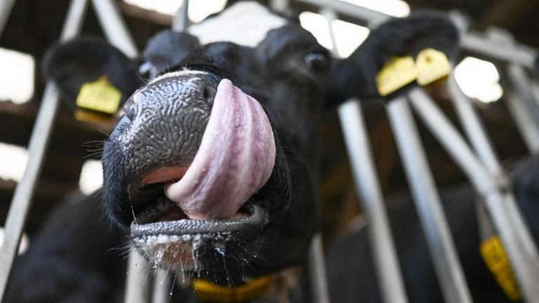 Tierseuchen: Blauzungenkrankheit breitet sich in Brandenburg aus