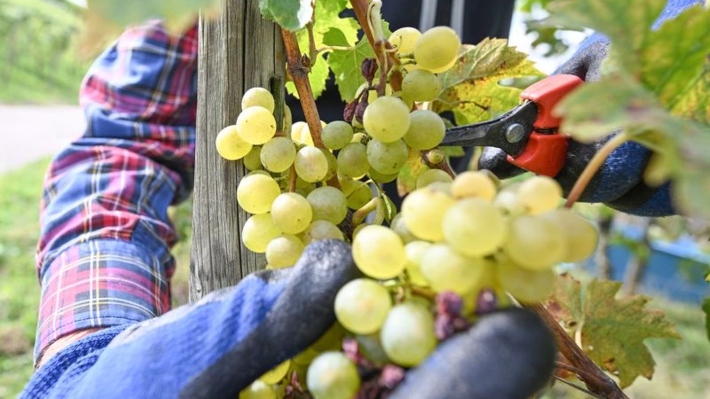 Weinherbst in Württemberg: Weingärtnergenossenschaften mit deutlichem Ertragsminus