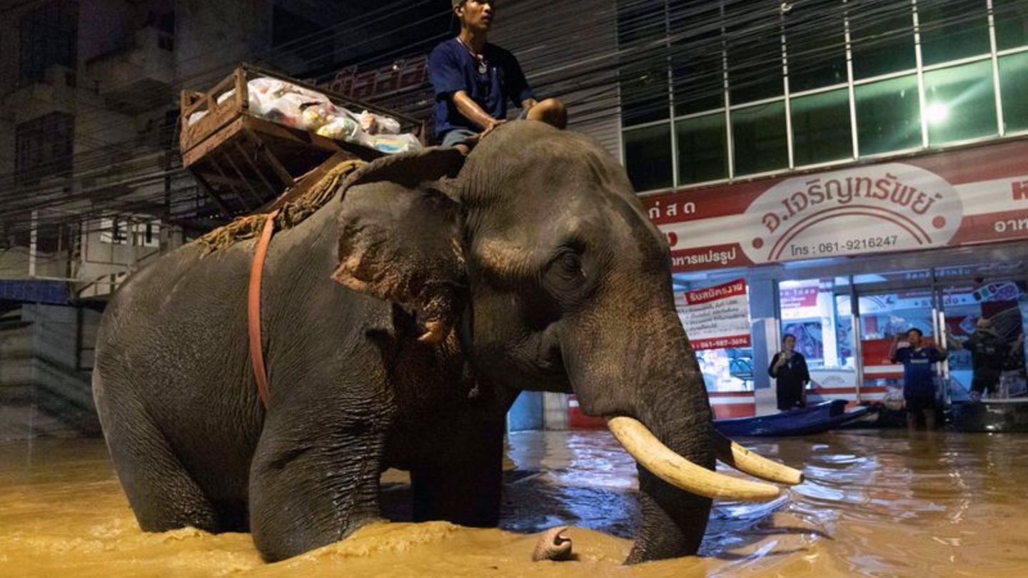 Land unter in Chiang Mai: Fluten in Thailand: Mönch bringt Hilfsgüter mit Elefanten