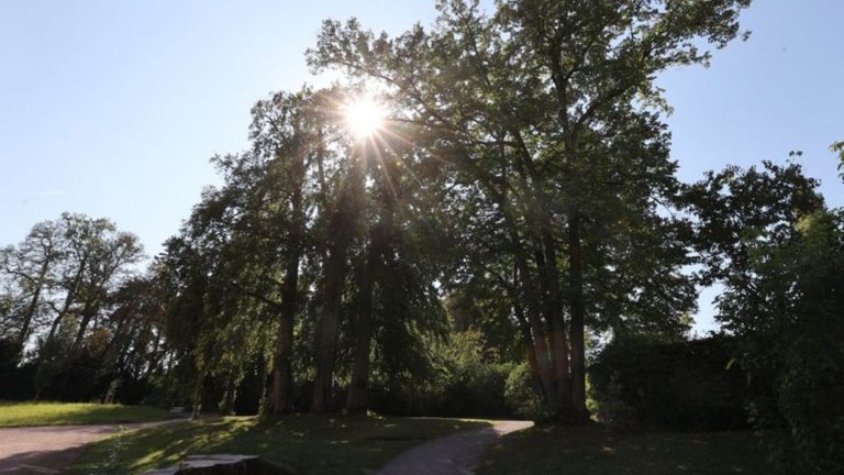 Klimawandel: Trockenperioden machen Thüringer Parks zu schaffen