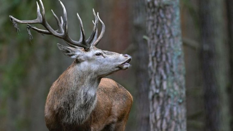 Tierrettung: Hirsch aus Zaun befreit - Geweih beschnitten