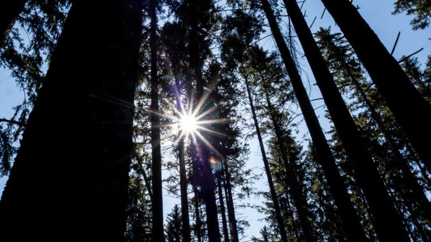 Bericht zum Waldzustand: Waldbesitzerverbände: Waldumbau ist Mehrgenerationen-Projekt