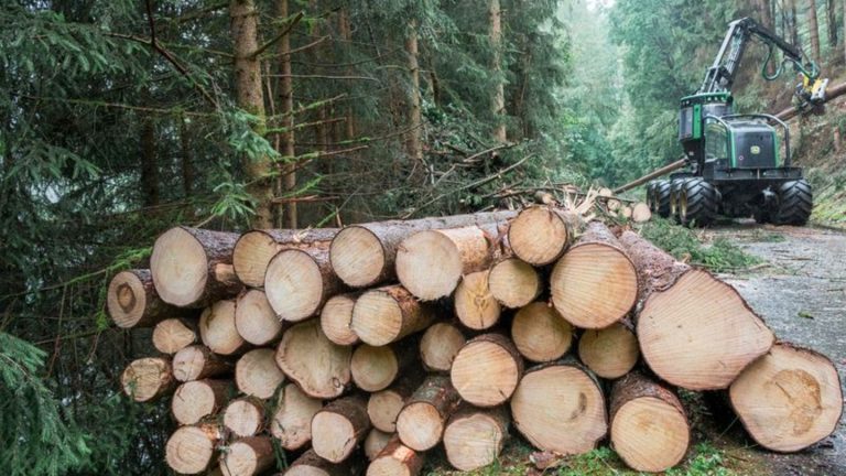 Forstwirtschaft: Mehr klimafester Mischwald in Bayern