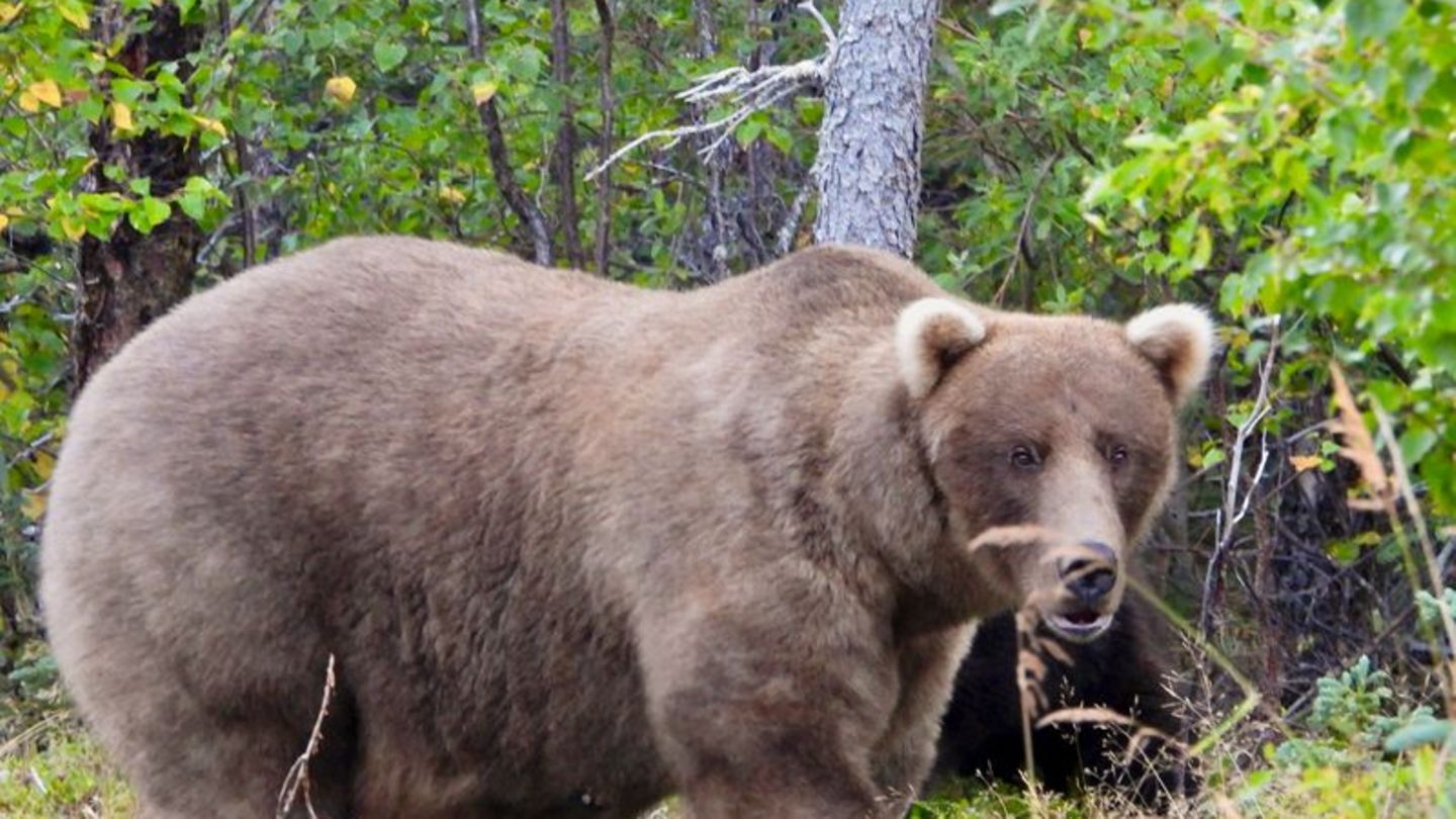 Tierischer Wettbewerb: "Fat Bear"-Wahl: "Pummelige" Braunbärin Grazer ist Siegerin