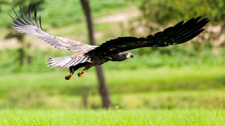 Tierschutz: Neues Seeadlerpaar mit Nachwuchs in NRW