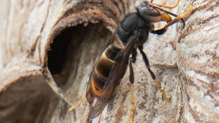 Gefahr für Bienen: Workshop zur Asiatischen Hornisse in Dresden