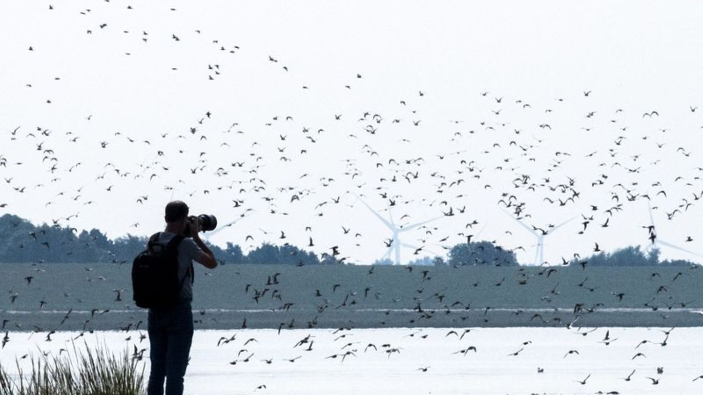 Naturschauspiel: Zugvogeltage im niedersächsischen Wattenmeer beginnen