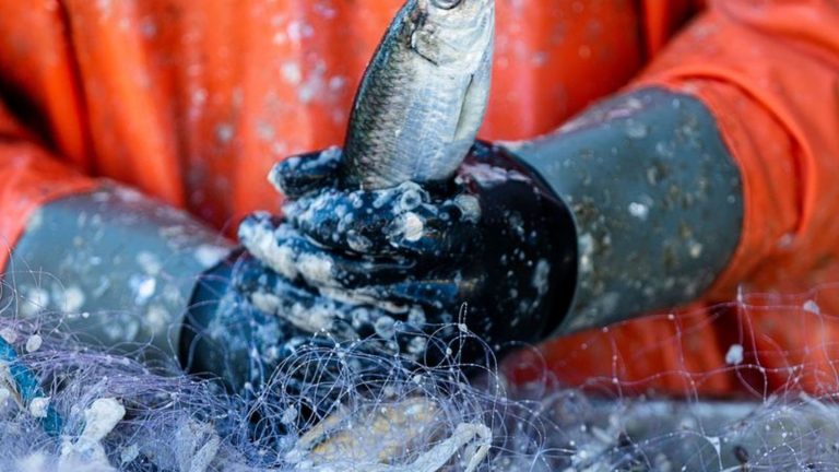 Fischereipolitik: WWF fordert vor EU-Treffen geringere Fangmenge für Ostsee