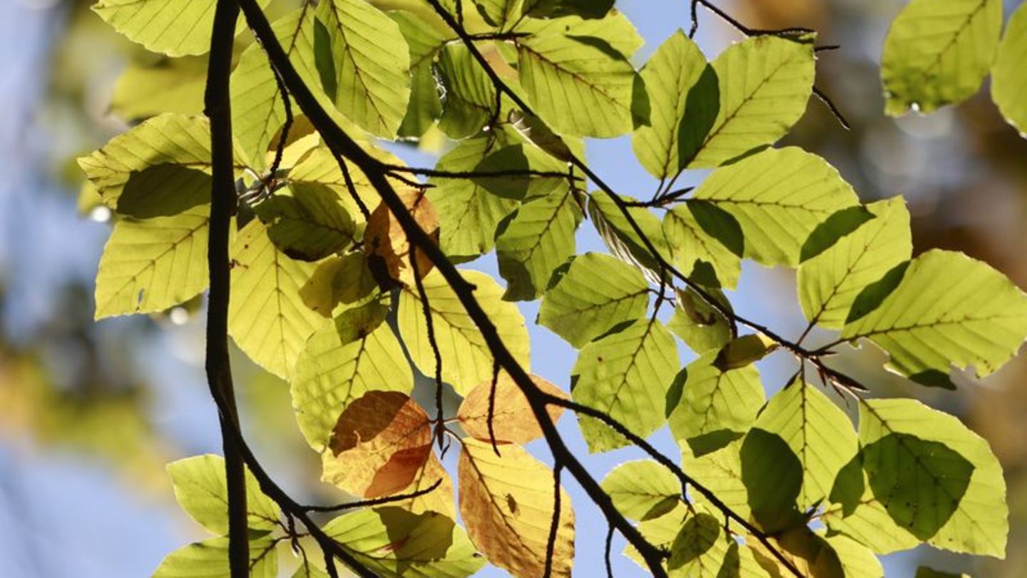 Wetter: Milde Herbstwoche in Rheinland-Pfalz und dem Saarland