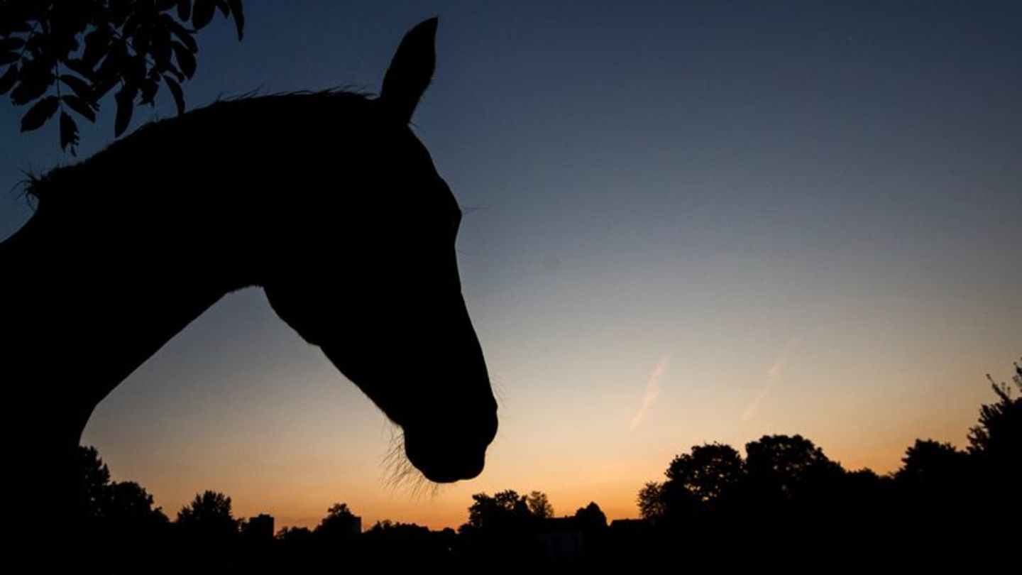 Umfrage: Zahl der Tierschutzanzeigen steigt - Ursachen gibt es viele