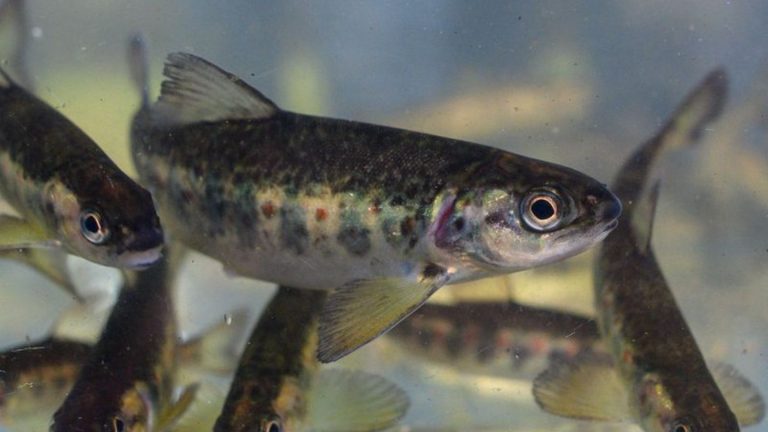 Fischbestand in Sachsen-Anhalt: Ausgesetzte Lachse kehren in die Nuthe zurück