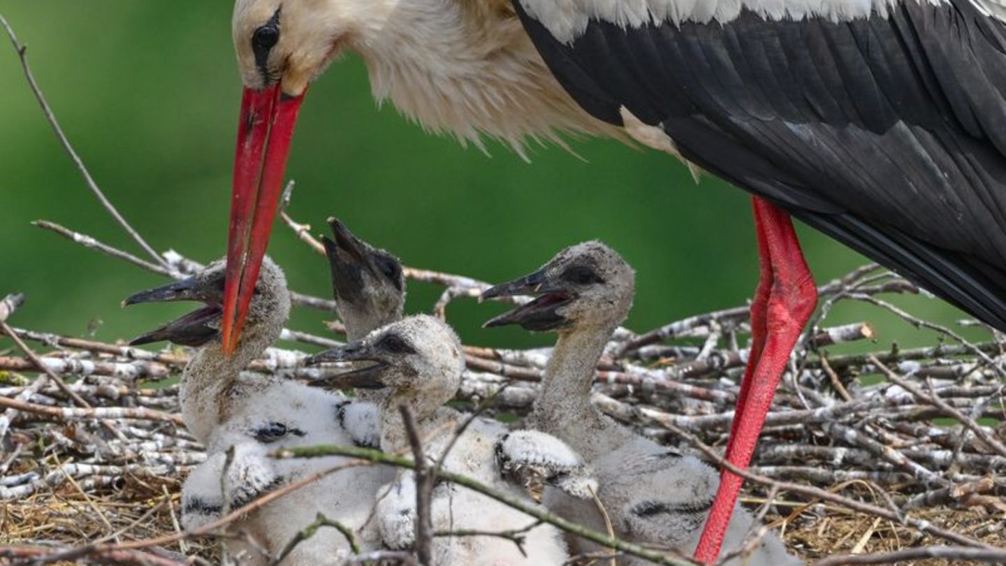 Tiere: Jungstörche sterben durch Plastik - Maßnahmen gefordert