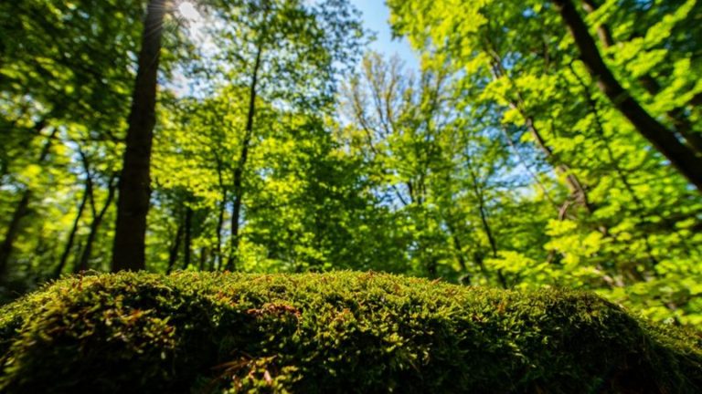 Waldinventur: Wald in NRW verändert sich: vielfältiger und mehr Laubbäume