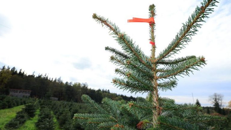 Adventszeit: Weihnachtsbäume im Norden weniger und teurer