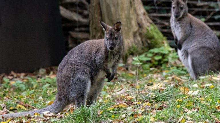 Tierparks: Wieder Bennett-Kängurus im Tierpark in Luckenwalde