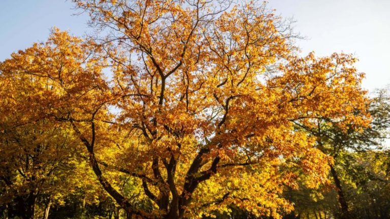 Umweltschutz: "Baum des Jahres" 2025 ist die Amerikanische Roteiche