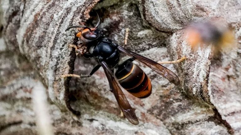 Nester entfernt: Nester von Asiatischer Hornisse dank Sendern gefunden